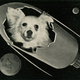 Illustration for article titled Vintage Memorabilia Celebrates The Soviet Unions Cosmonaut Dogs